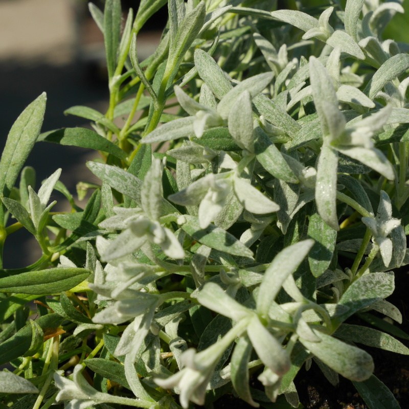 Půdopokryvné rostliny - Rožec plstnatý 9cm