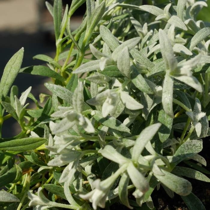 Skalničky - Rožec plstnatý květináč 9cm