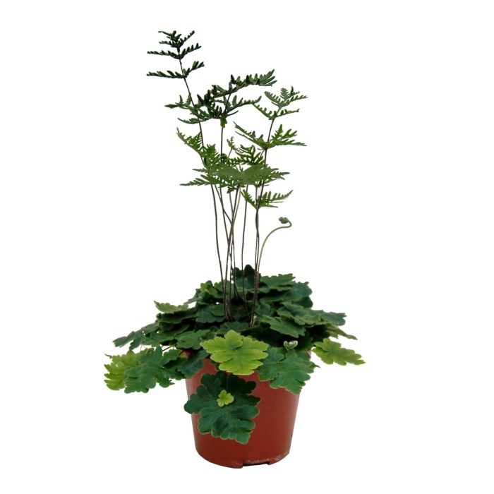 Okrasné pokojové rostliny - Rozeklanec květináč 12cm