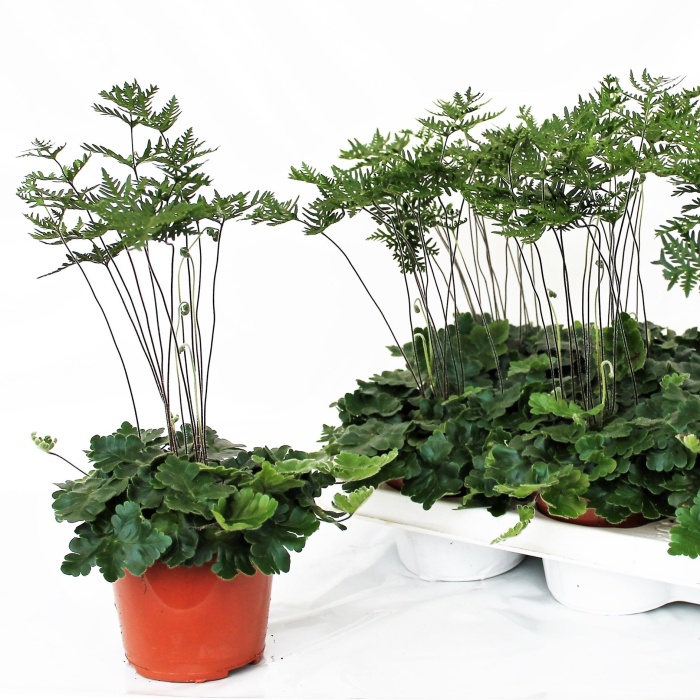 Rozeklanec květináč 12cm-0