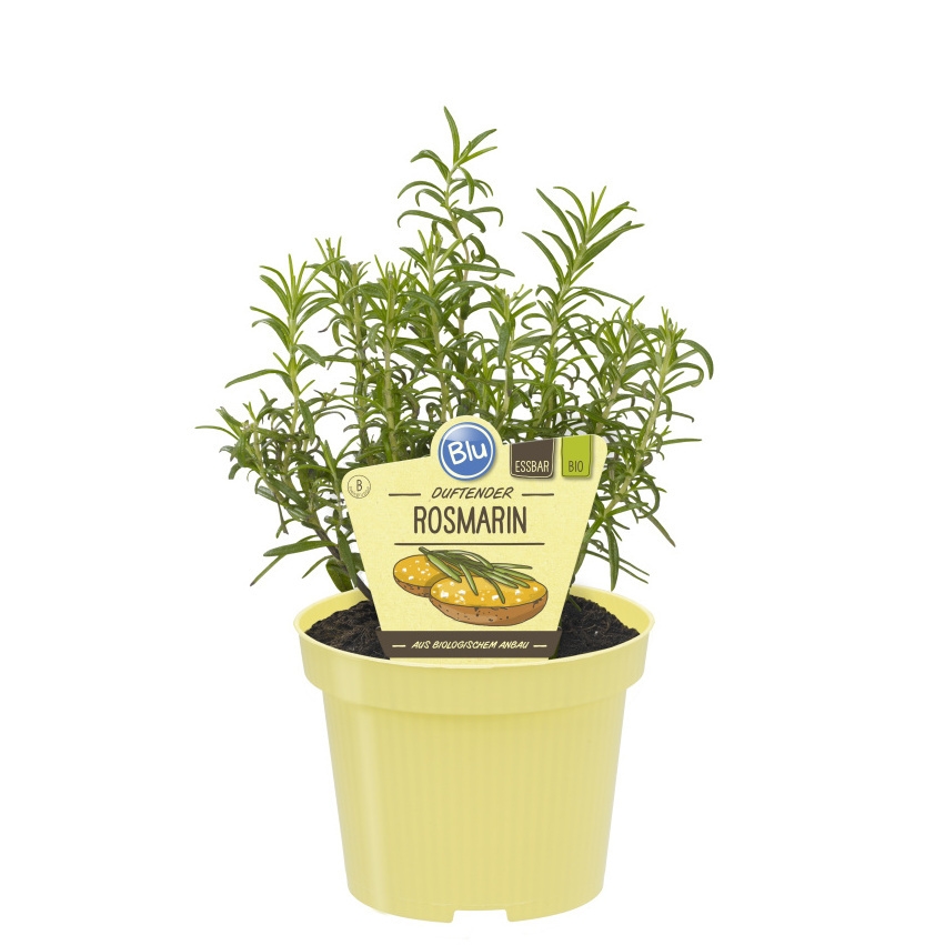 Bylinky - Rozmarýn BIO květináč 12cm