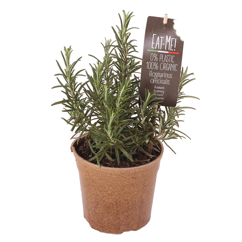Bylinky - Rozmarýn lékařský EATME BIO 12cm