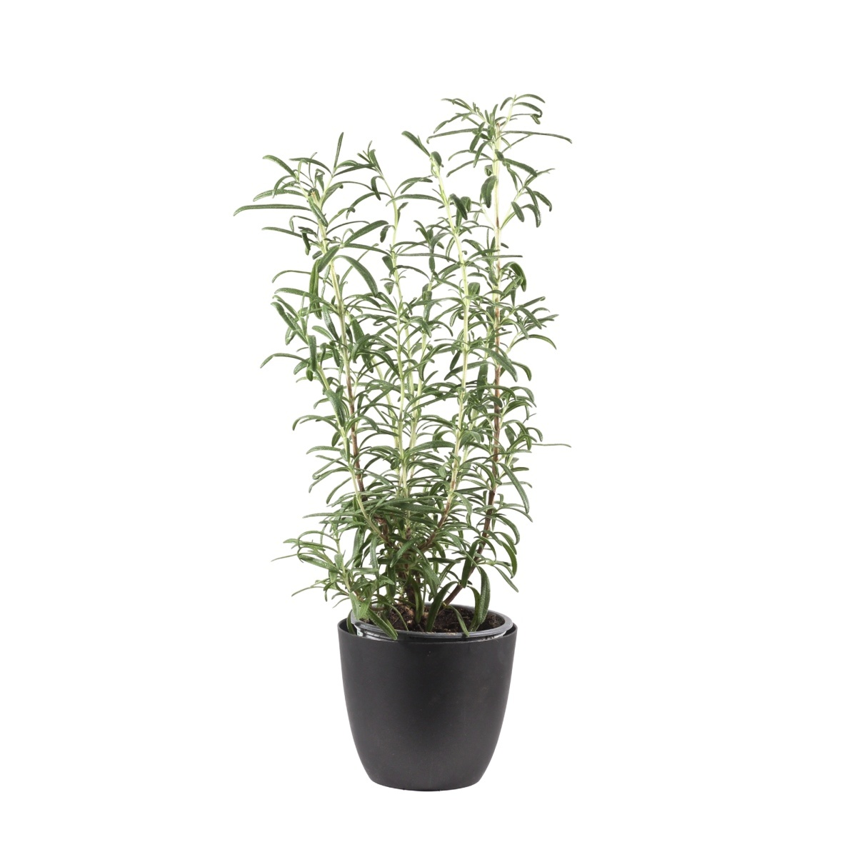 Bylinky - Rozmarýn lékařský květináč 11cm