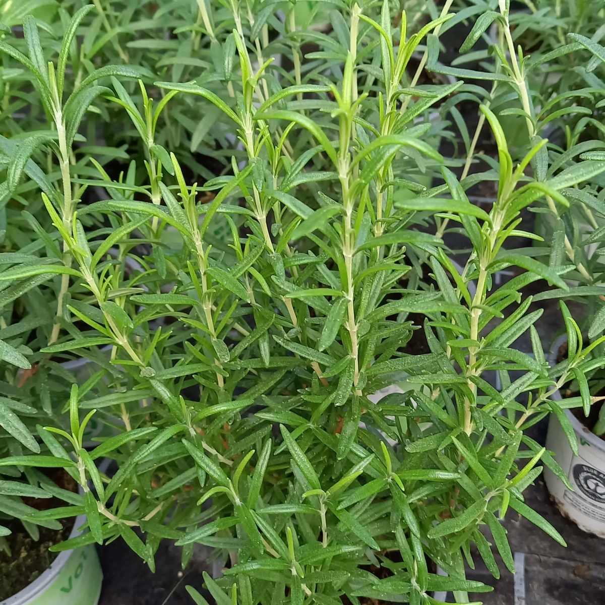 Rozmarýn lékařský květináč 11cm-0