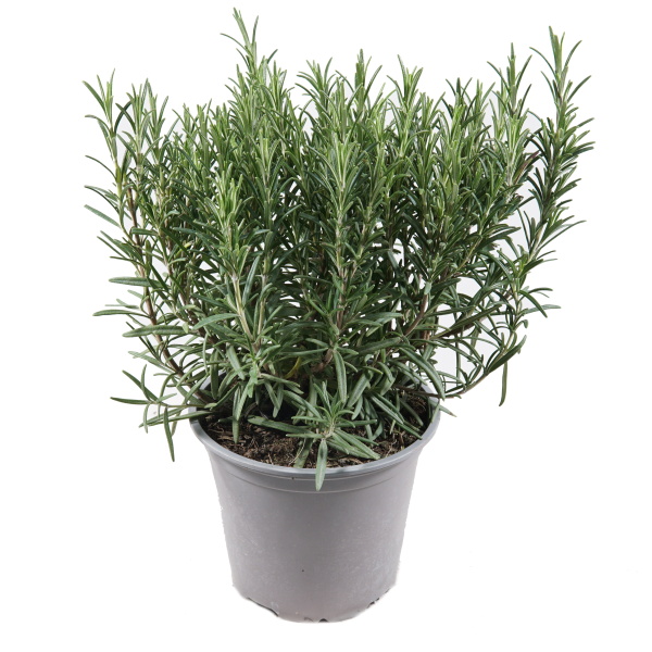 Bylinky - Rozmarýn lékařský květináč 14cm