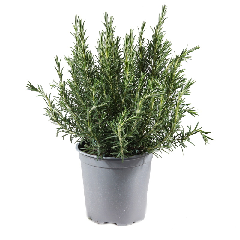 Bylinky - Rozmarýn lékařský květináč 18cm