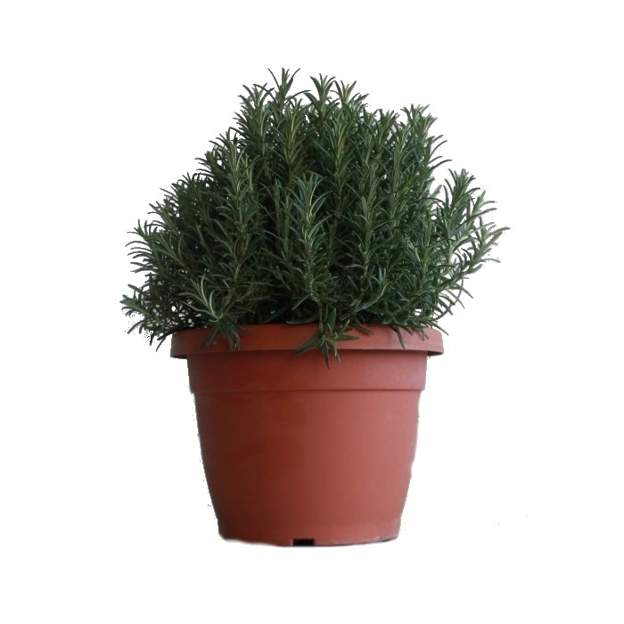 Bylinky - Rozmarýn lékařský květináč 25cm