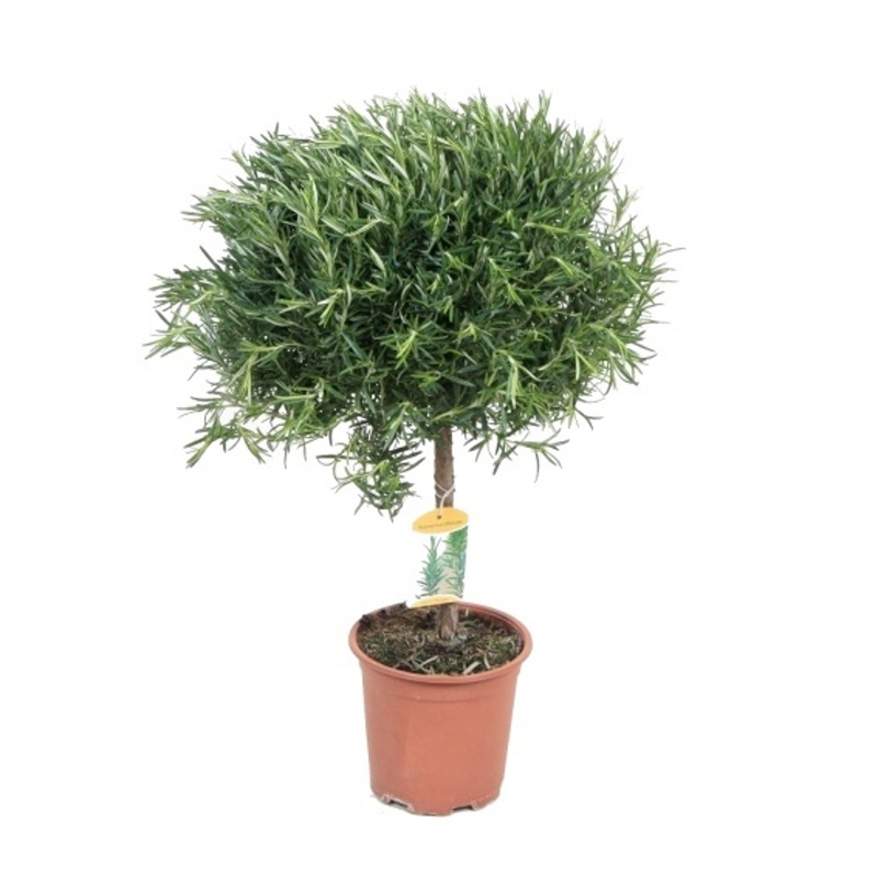 Bylinky - Rozmarýn lékařský na kmínku, květináč 24cm