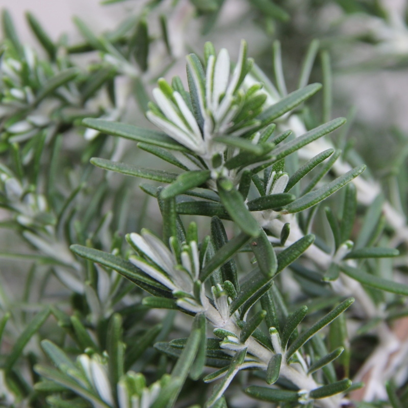 Bylinky - Rozmarýn lékařský 'Prostratus' 18 litrů