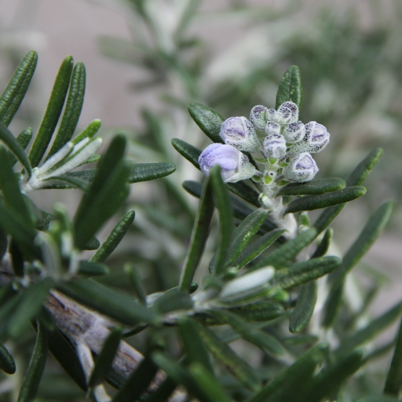 Rozmarýn lékařský 'Prostratus' 18 litrů-0