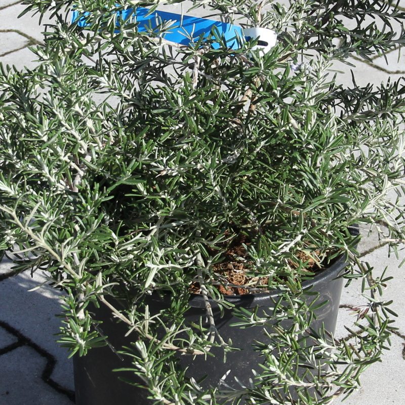 Rozmarýn lékařský 'Prostratus' 18 litrů-1