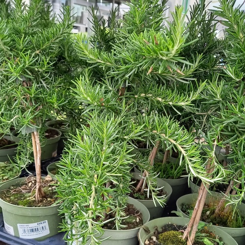 Bylinky - Rozmarýn převislý kmínek, 14cm