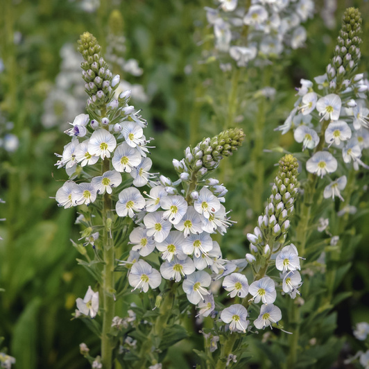 Skalničky - Rozrazil hořcovitý 'Nana' 9cm