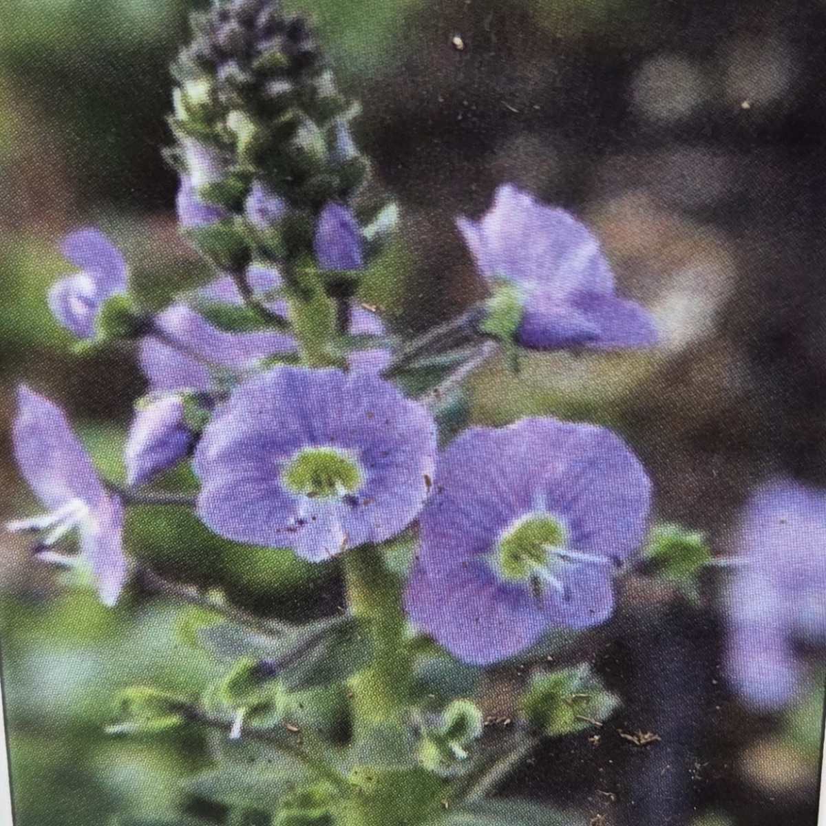 Rozrazil kvěitnáč 9cm-0