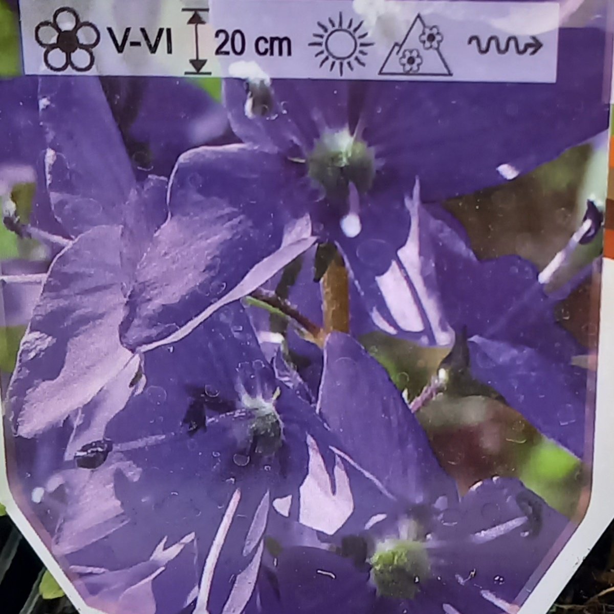 Na slunce - Rozrazil rakouský Royal Blue květináč 9cm