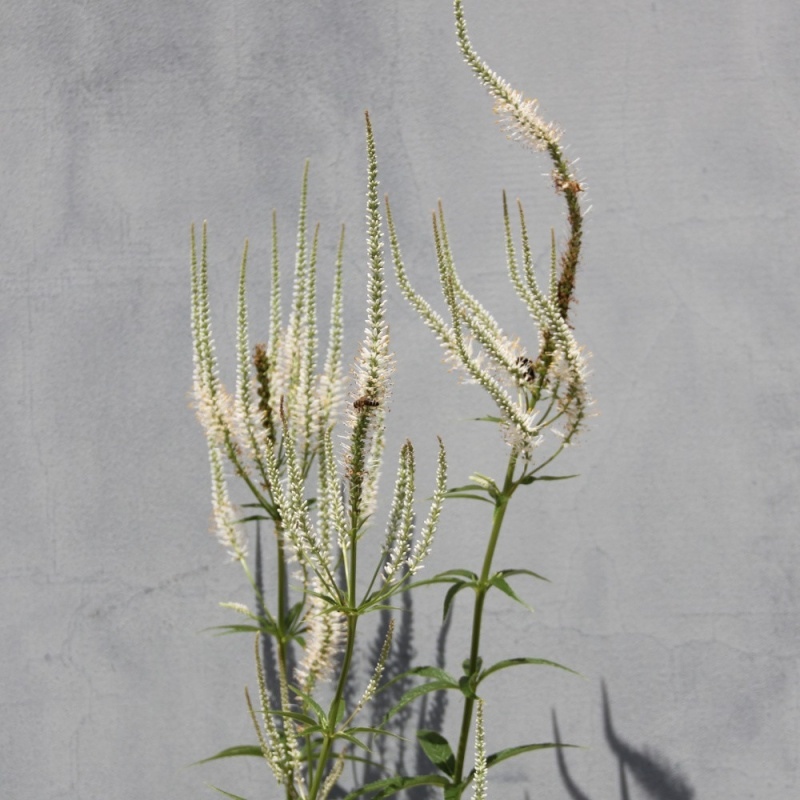 Trvalky k řezu - Rozrazilovec viržinský 'Album' květináč 11 cm