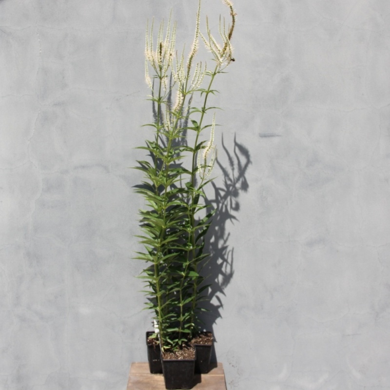 Rozrazilovec viržinský 'Album' květináč 11 cm-0