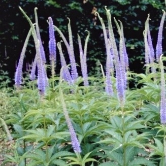 Trvalky k řezu - Rozrazilovec viržinský 'Apollo' 11cm