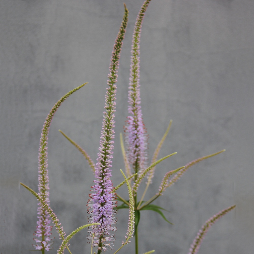 Trvalky k řezu - Rozrazilovec viržinský 'Lavendelturm' 11 cm