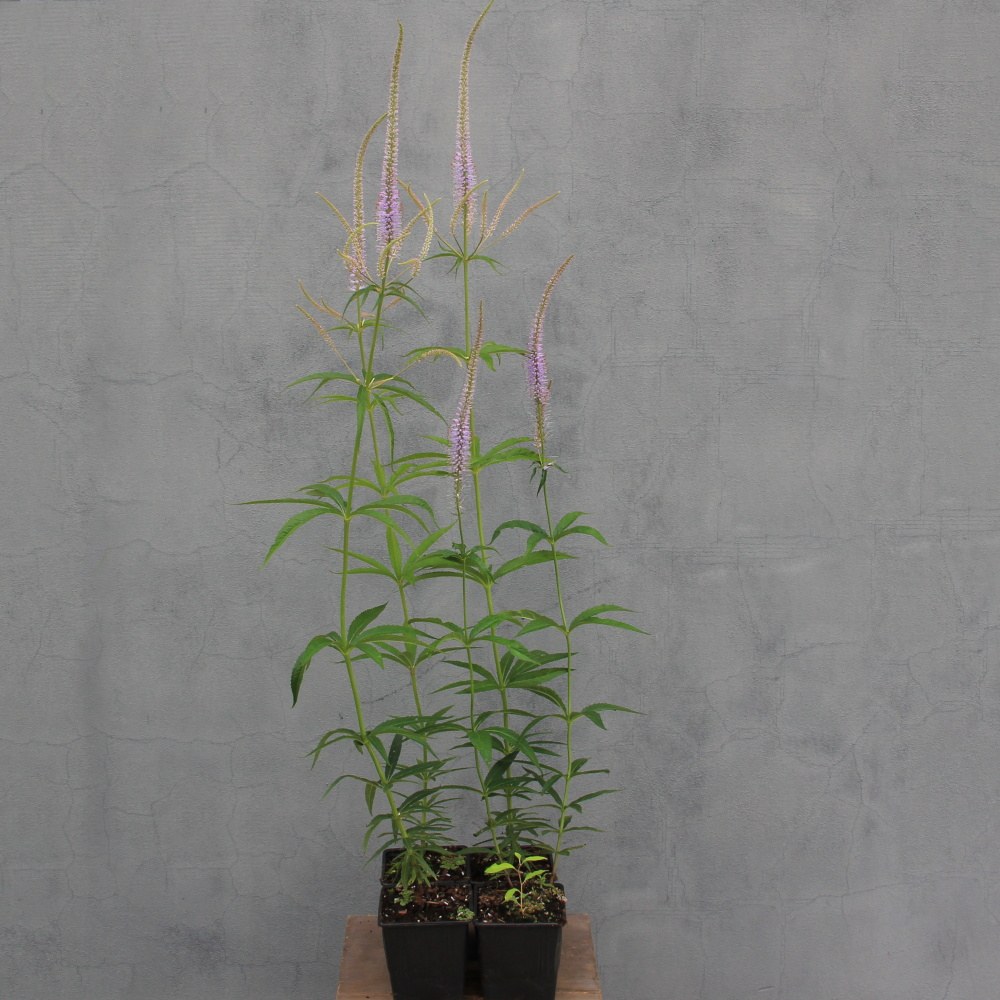 Rozrazilovec viržinský 'Lavendelturm' 11 cm-0