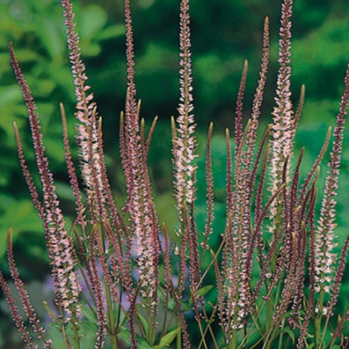 Trvalky k řezu - Rozrazilovec viržinský 'Pink Glow' 11cm