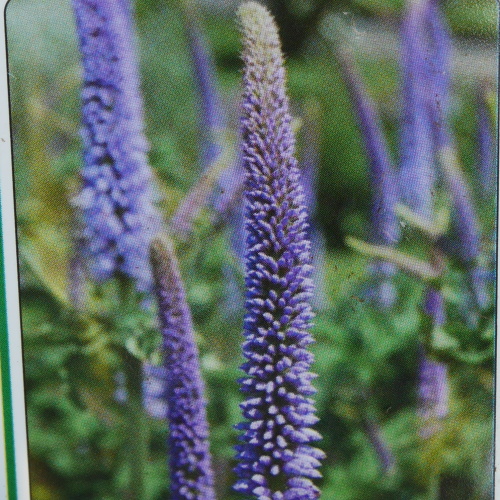 Trvalky k řezu - Rozrazilovec viržinský 'Temptation' 11cm