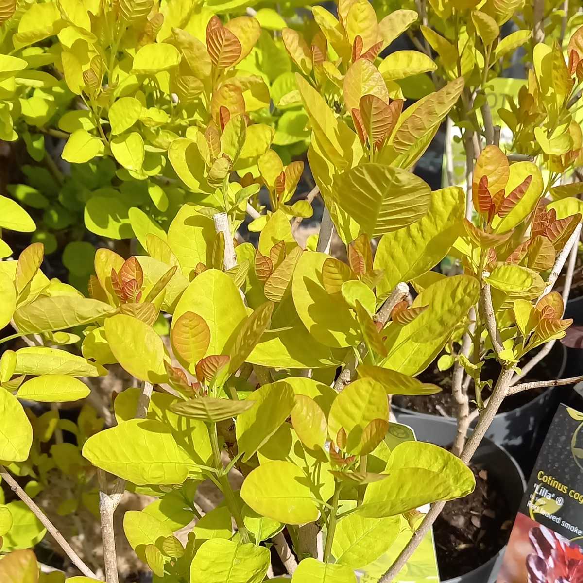 Keře okrasné listem - Ruj vlasatá Golden Lady květináč 10 litrů