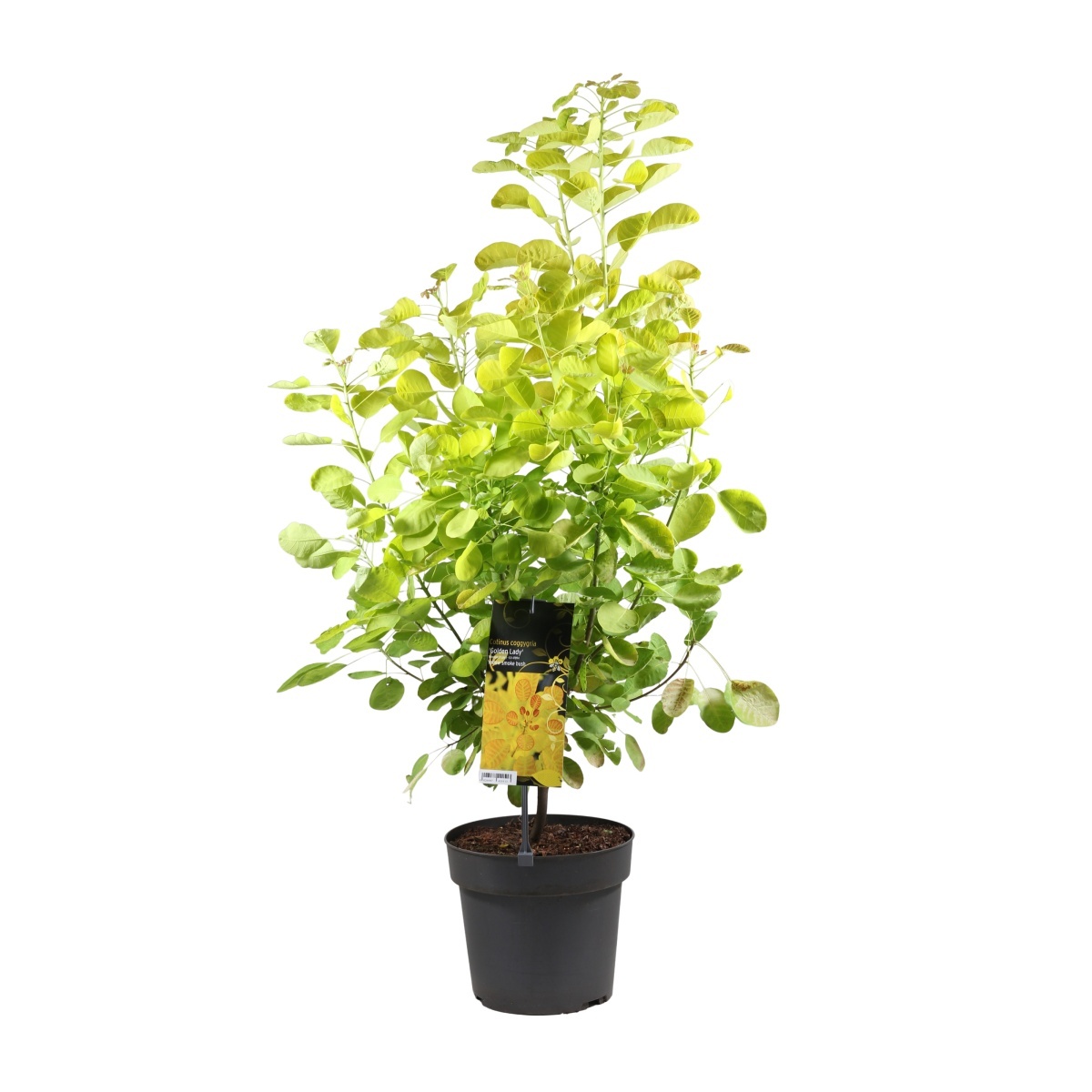Keře okrasné listem - Ruj vlasatá Golden Lady květináč 4,6 litru