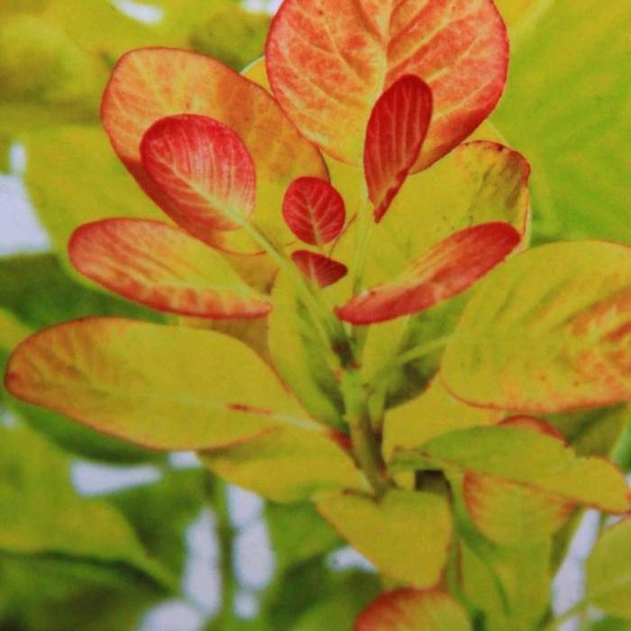 Keře okrasné listem - Růj vlasatá 'Golden Spirit'® květináč 5 litrů, výška 40/60cm, keř