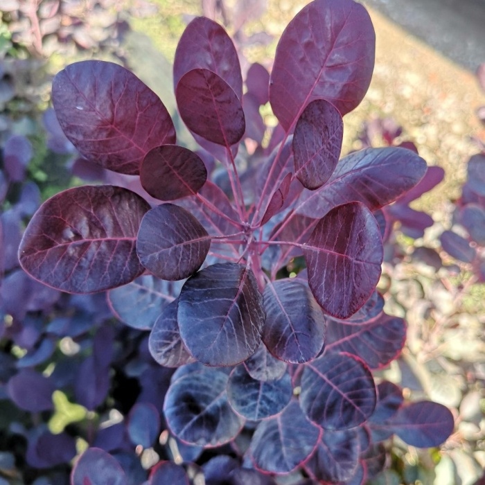 Ruj vlasatá 'Lilla' výška 40/50cm, květináč 4,5 litru-0