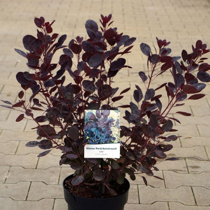Rostliny - Ruj vlasatá 'Lilla' výška 40/50cm, květináč 4,5 litru