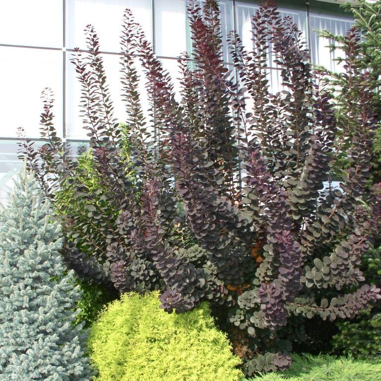 Ruj vlasatá 'Royal Purple' květináč 18 litrů, výška 125/150cm, keř-1