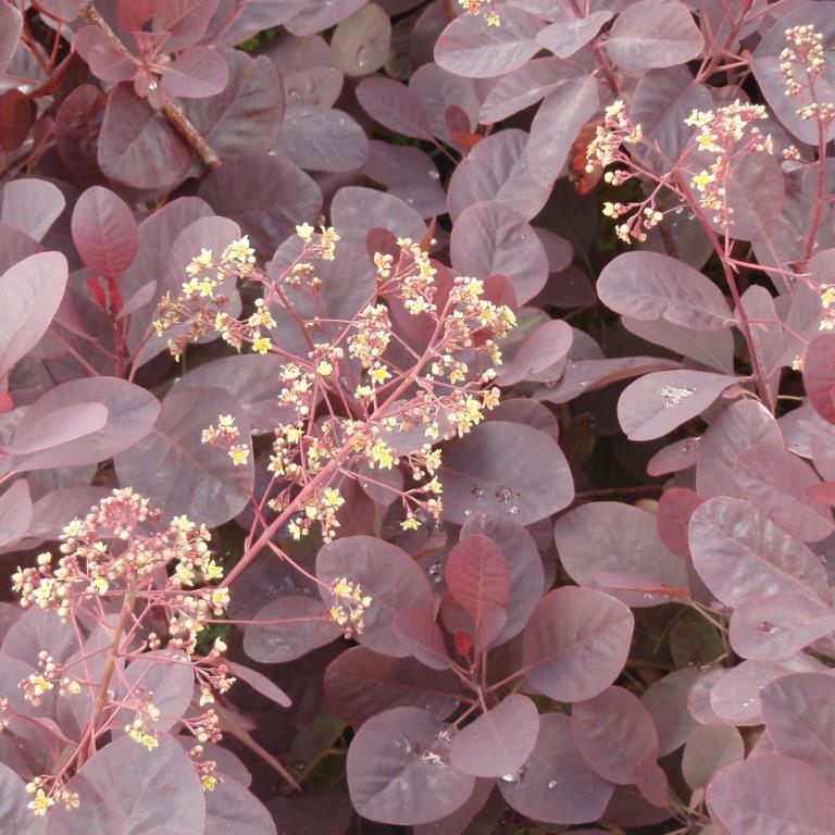 Keře okrasné listem - Ruj vlasatá Royal Purple květináč 2,5 litru, výška 30/40cm, keř