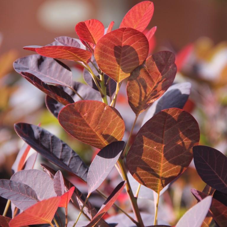 Ruj vlasatá Royal Purple květináč 2,5 litru, výška 30/40cm, keř-0