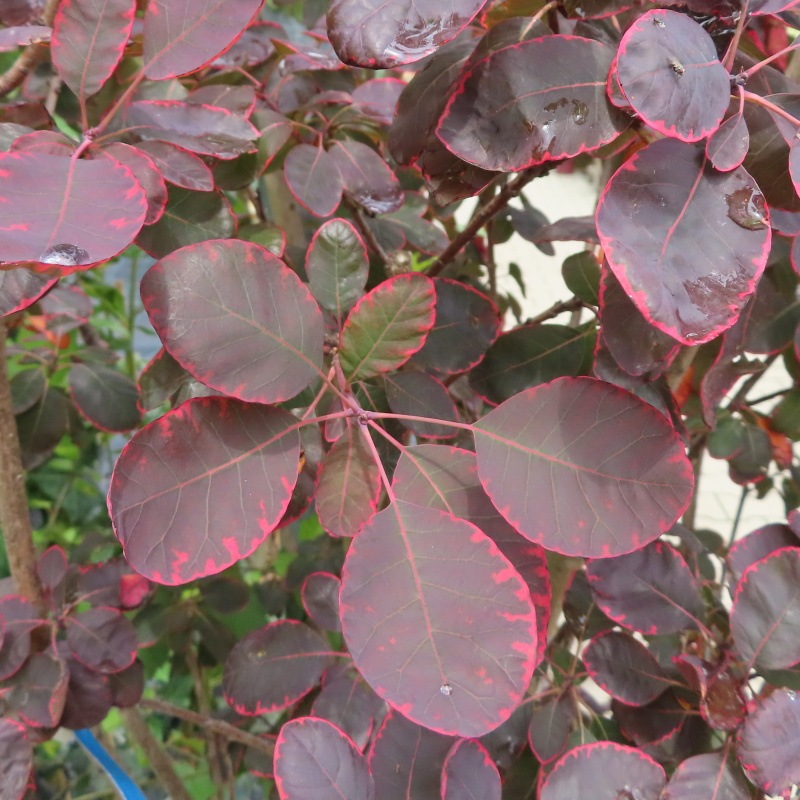 Keře okrasné listem - Růj vlasatá 'Royal Purple' květináč 25 litrů, výška 150/200cm, keř