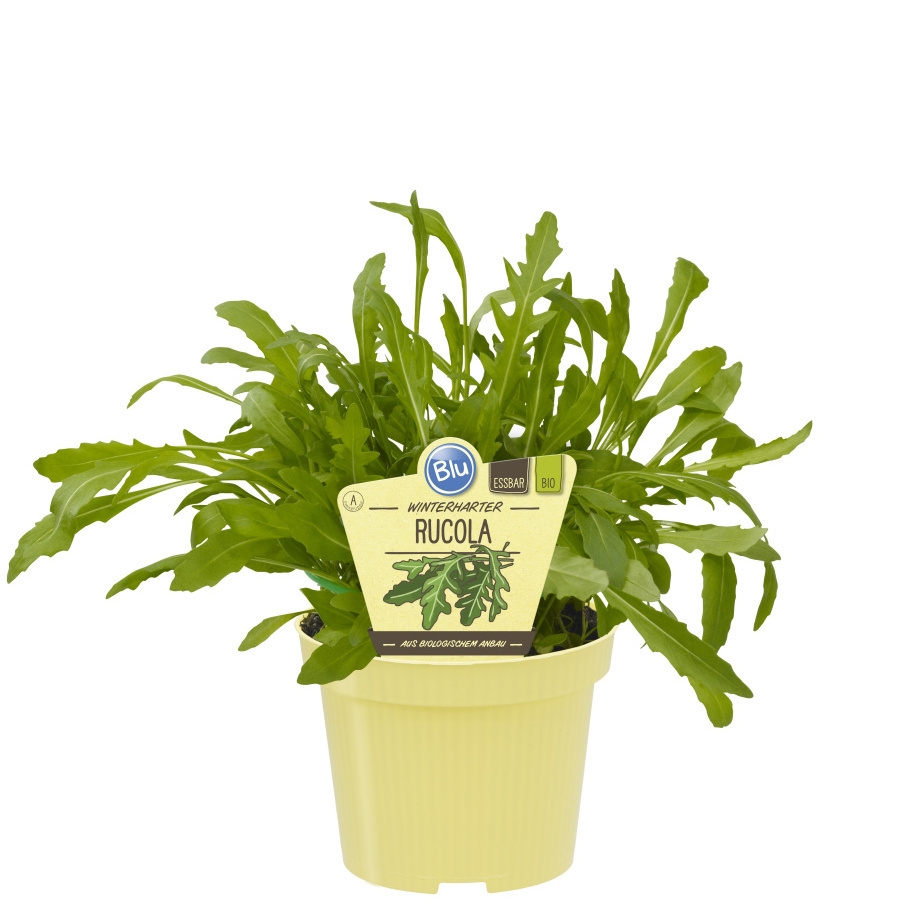 Bylinky - Rukola BIO květináč 12cm