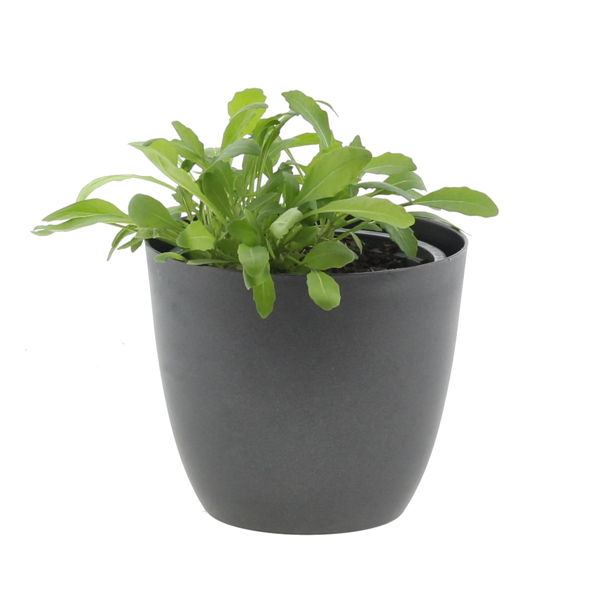 Bylinky - Rukola květináč 12cm