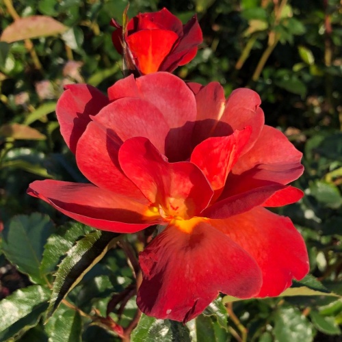 Rostliny - Růže 'Amore Espresso' 4,6 litru