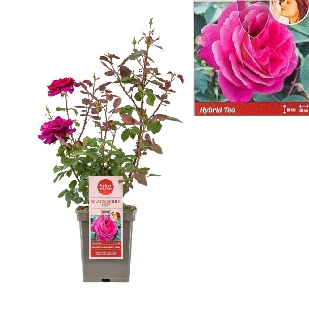 Velkokvěté růže - Růže Blackberry Nip květináč 5 litrů