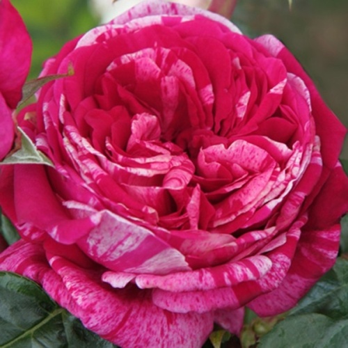 Velkokvěté růže - Růže 'Crazy Fashion' 8 litrů