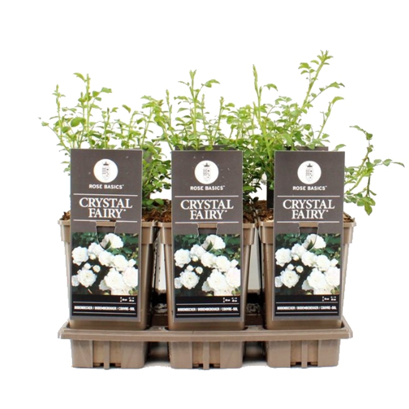 Růže Crystal Fairy květináč 3 litry-0