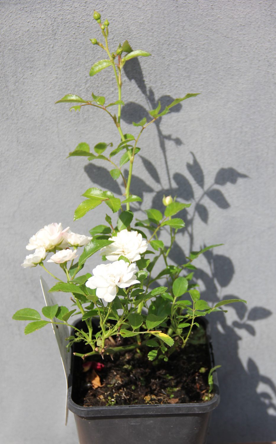 Půdopokryvné růže - Růže 'Crystal Fairy'