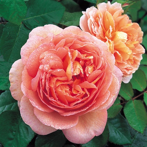 Rostliny - Růže D. Austin 'Abraham Darby' kužel 10 litrů