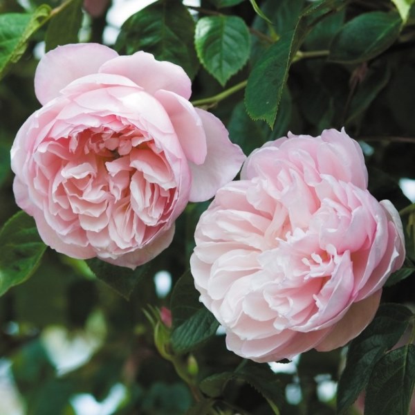 Rostliny - Růže D. Austin 'Generous Gardener' 6 litrů