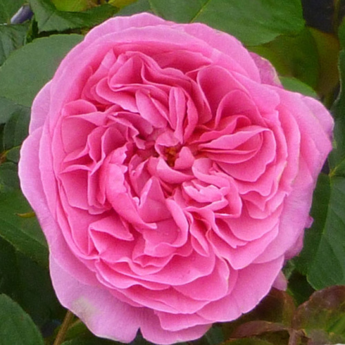 Pnoucí růže - Růže D. Austin 'Gertrude Jekyll' 5 litrů, 150/+cm