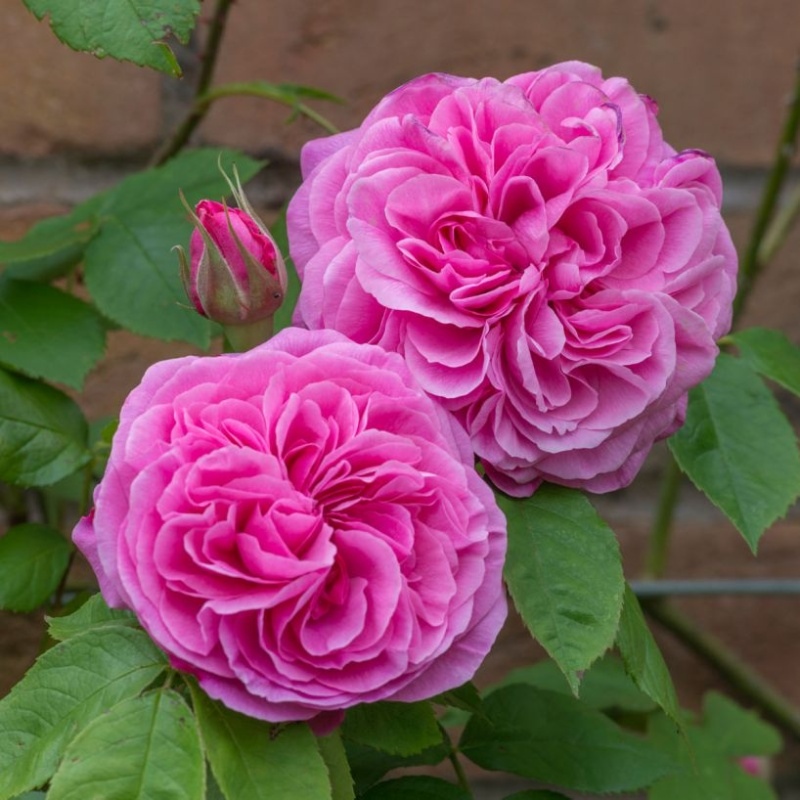 Keřové růže - Růže D. Austin 'Gertrude Jekyll' 6 litrů