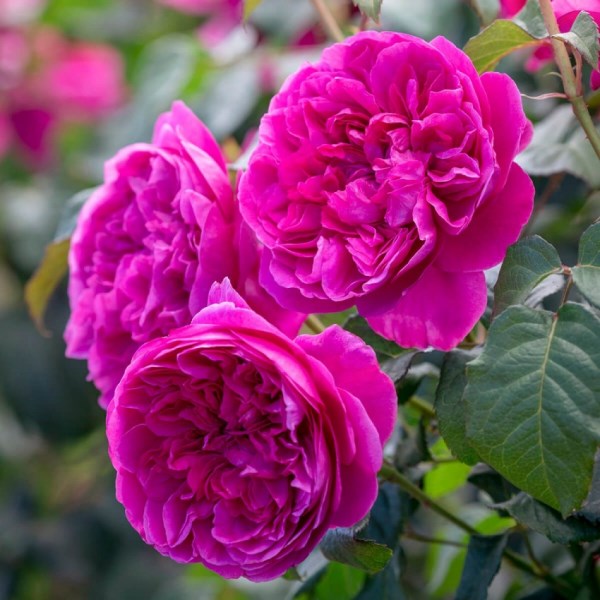 Keřové růže - Růže D. Austin 'James L. Austin' 6 litrů