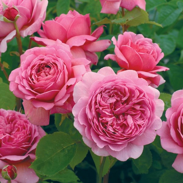 Keřové růže - Růže D. Austin Princess Alexanda of Kent6 litrů