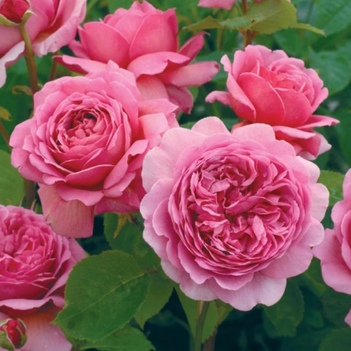 Stromkové růže - Růže D. Austin 'Princess Alexandra of Kent' kmínek 90cm, 10 litrů