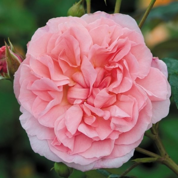 Pnoucí růže - Růže D. Austin 'Strawberry Hill' 6 litrů